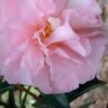 Cotton Candy Camellia Sasanqua - 3 Gallon Pot