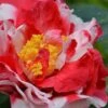 Sacred Dance Camellia Japonica 'Daikagura' - 1 Gallon Pot -FloraHaven Shop Camellia Daikagura 1 500x750 2
