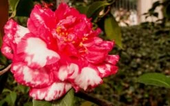 Sacred Dance Camellia Japonica 'Daikagura' - 1 Gallon Pot -FloraHaven Shop Camellia Daikagura 3 1