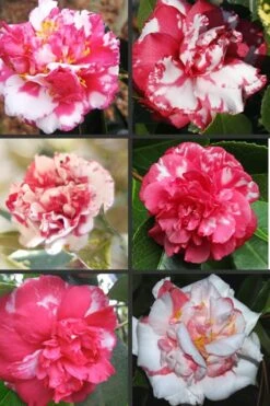 Sacred Dance Camellia Japonica 'Daikagura' - 1 Gallon Pot -FloraHaven Shop Camellia Daikagura Colors 500x750 2