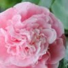 Debutante Pink Camellia Japonica - 1 Gallon Pot