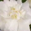 Diana Camellia Sasanqua - 2 Gallon Pot