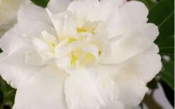 Diana Camellia Sasanqua - 1 Gallon Pot -FloraHaven Shop Camellia Diana Flower Closeup 1