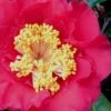 Dr. J.C. Raulston Camellia Japonica - 7 Gallon Pot -FloraHaven Shop Camellia Dr JC Raulston 10
