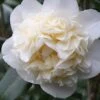 Fifth Avenue White Camellia Japonica - 1 Gallon Pot -FloraHaven Shop Camellia Fifth Avenue