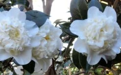 Fifth Avenue White Camellia Japonica - 1 Gallon Pot -FloraHaven Shop Camellia Fifth Avenue 21