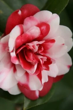 Governor Mouton Red Camellia Japonica - 3 Gallon Pot 11 Governor Mouton Red Camellia Japonica - 3 Gallon Pot -FloraHaven Shop Camellia Governor Mouton 7