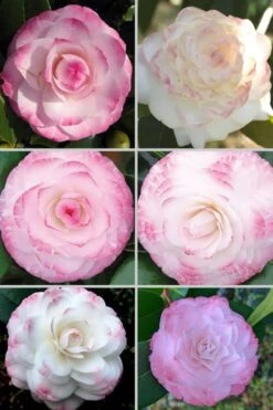 Grace Albritton Camellia Japonica - 1 Gallon Pot 9 Grace Albritton Camellia Japonica - 1 Gallon Pot -FloraHaven Shop Camellia Grace Albritton 4