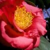 Greensboro Red Camellia Japonica - 3 Gallon Pot -FloraHaven Shop Camellia Greensboro Red 1 500x750 1