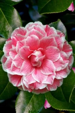 Brilliant Gem Fragrant Camellia Japonica 'Herme' - 1 Gallon Pot -FloraHaven Shop Camellia Herrmes 4