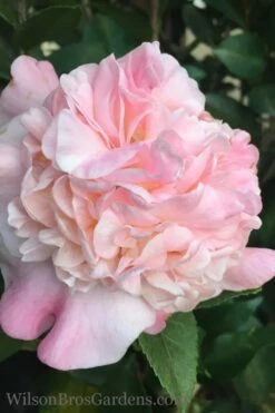 High Fragrance Camellia Hybrid - 3 Gallon Pot