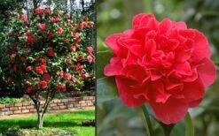 Kramers Supreme Red Double Camellia Japonica - 2 Gallon Pot -FloraHaven Shop Camellia Kramers Supreme 2