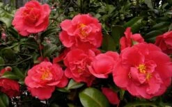 Kramers Supreme Red Double Camellia Japonica - 2 Gallon Pot -FloraHaven Shop Camellia Kramers Supreme 52