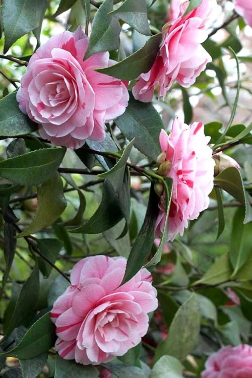 LA Peppermint Camellia Japonica - 3 Gallon Pot 8 LA Peppermint Camellia Japonica - 3 Gallon Pot - Image 6