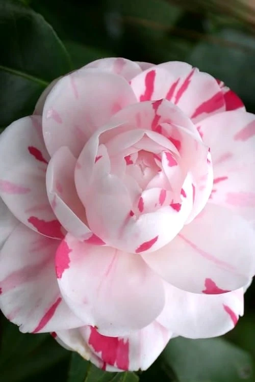 LA Peppermint Camellia Japonica - 3 Gallon Pot 6 LA Peppermint Camellia Japonica - 3 Gallon Pot - Image 4