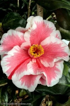 Lady Vansittart Multicolor Camellia Japonica - 1 Gallon Pot -FloraHaven Shop Camellia Lady Vansittart 12