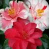 Lady Vansittart Multicolor Camellia Japonica - 1 Gallon Pot 1 Lady Vansittart Multicolor Camellia Japonica - 1 Gallon Pot -FloraHaven Shop Camellia Lady Vansittart 50