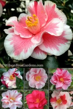 Lady Vansittart Multicolor Camellia Japonica - 2 Gallon Pot -FloraHaven Shop Camellia Lady Vansittart 500x750 2