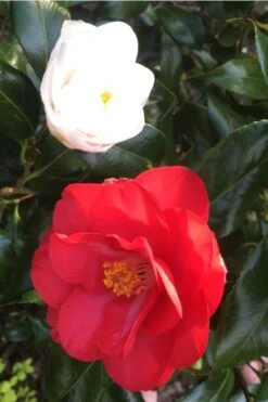 Lady Vansittart Multicolor Camellia Japonica - 2 Gallon Pot -FloraHaven Shop Camellia Lady Vansittart Red Flower 1 1