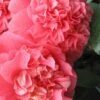 Maidens Of Great Promise Camellia - Japonica - 3 Gallon Pot -FloraHaven Shop Camellia Maiden Of Great Promise 1