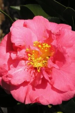 Maidens Of Great Promise Camellia - Japonica - 3 Gallon Pot -FloraHaven Shop Camellia Maidens Of Great Promise 10