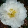 Mine No Yuki Camellia Sasanqua - 3 Gallon Pot