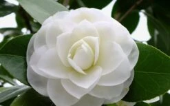 Morning Glow Camellia Japonica - 3 Gallon Pot 10 Morning Glow Camellia Japonica - 3 Gallon Pot -FloraHaven Shop Camellia Morning Glow 800x500 1