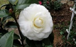 Morning Glow Camellia Japonica - 3 Gallon Pot 11 Morning Glow Camellia Japonica - 3 Gallon Pot -FloraHaven Shop Camellia Morning Glow 9