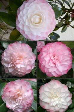 Nuccio's Pearl Camellia Japonica - 1 Gallon Pot -FloraHaven Shop Camellia Nuccios Pearl 1 1