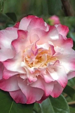Nuccio's Jewel Camellia Japonica - 1 Gallon Pot 9 Nuccio's Jewel Camellia Japonica - 1 Gallon Pot -FloraHaven Shop Camellia Nucios Jewel 3