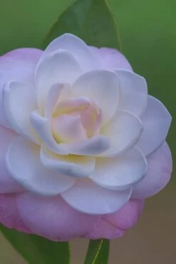 October Affair Camellia Japonica - 1 Gallon Pot -FloraHaven Shop Camellia October Affair 6