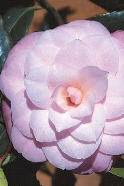 October Affair Camellia Japonica - 1 Gallon Pot -FloraHaven Shop Camellia October Affair 8