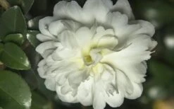 October Magic Ivory Camellia - 1 Gallon Pot -FloraHaven Shop Camellia October Magic Ivory