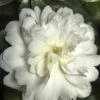 October Magic Ivory Camellia - 1 Gallon Pot 2 October Magic Ivory Camellia - 1 Gallon Pot -FloraHaven Shop Camellia October Magic Ivory 500x750 1