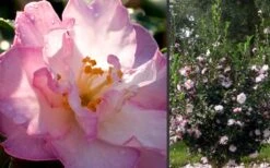 October Magic Orchid Camellia - 1 Gallon Pot -FloraHaven Shop Camellia October Magic Orchid Flowers 2 1