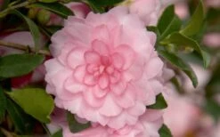 October Magic Pink Perplexion Camellia - 2 Gallon Pot -FloraHaven Shop Camellia October Magic Pink Perplexion