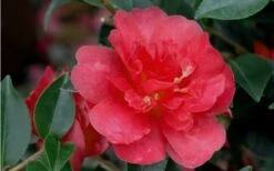 October Magic Rose Camellia - 1 Gallon Pot -FloraHaven Shop Camellia October Magic Rose Closeup Flower 2