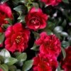 October Magic Ruby Camellia - 3 Gallon Pot -FloraHaven Shop Camellia October Magic Ruby 20