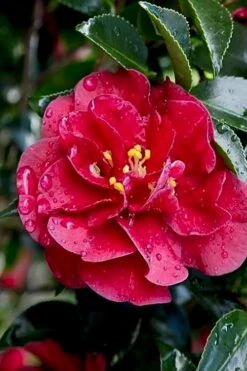 October Magic Ruby Camellia - 2 Gallon Pot -FloraHaven Shop Camellia October Magic Ruby 23 1