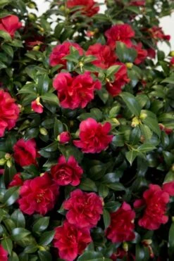 October Magic Ruby Camellia - 2 Gallon Pot -FloraHaven Shop Camellia October Magic Ruby 27 1