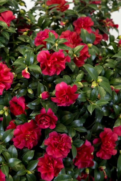 October Magic Ruby Camellia - 3 Gallon Pot 7 October Magic Ruby Camellia - 3 Gallon Pot - Image 5