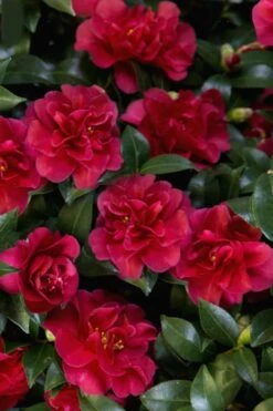 October Magic Ruby Camellia - 3 Gallon Pot 13 October Magic Ruby Camellia - 3 Gallon Pot -FloraHaven Shop Camellia October Magic Ruby 28