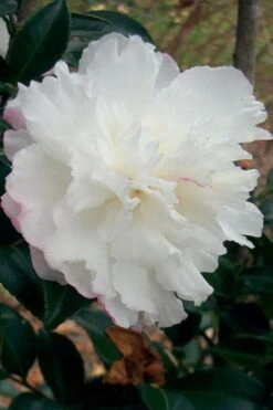 FloraHaven Shop 49 October Magic Snow Camellia - 3 Gallon Pot