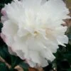 October Magic Snow Camellia - 2 Gallon Pot -FloraHaven Shop Camellia October Magic Snow 5