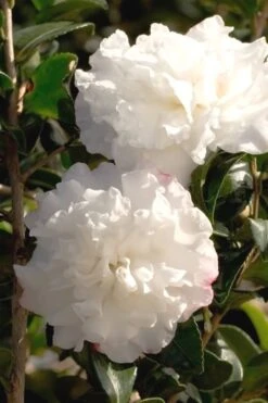 October Magic Snow Camellia - 3 Gallon Pot -FloraHaven Shop Camellia October Magic Snow 500x750 2