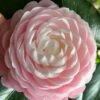 Pink Perfection Camellia Japonica - 6 Pack Of 1 Gallon Pots -FloraHaven Shop Camellia Pink Perfection 26 1