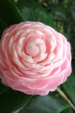 Pink Perfection Camellia Japonica - 6 Pack Of 1 Gallon Pots -FloraHaven Shop Camellia Pink Perfection 27 1