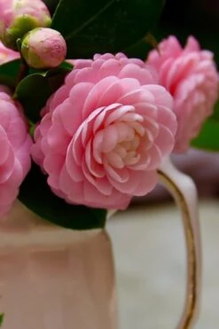 Pink Perfection Camellia Japonica - 1 Gallon Pot 12 Pink Perfection Camellia Japonica - 1 Gallon Pot -FloraHaven Shop Camellia Pink Perfection 29