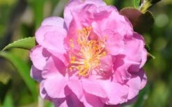 Pink Stella Camellia Sasanqua - 2 Gallon Pot -FloraHaven Shop Camellia Pink Stella