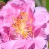 Pink Stella Camellia Sasanqua - 2 Gallon Pot -FloraHaven Shop Camellia Pink Stella 500x750 1